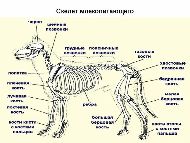 Особенности скелета млекопитающих 7. Скелет млекопитающих схема биология 7 класс. Скелет млекопитающего 7 класс биология. Опорно двигательная система млекопитающих схема. Опорно двигательная система скелет собаки.