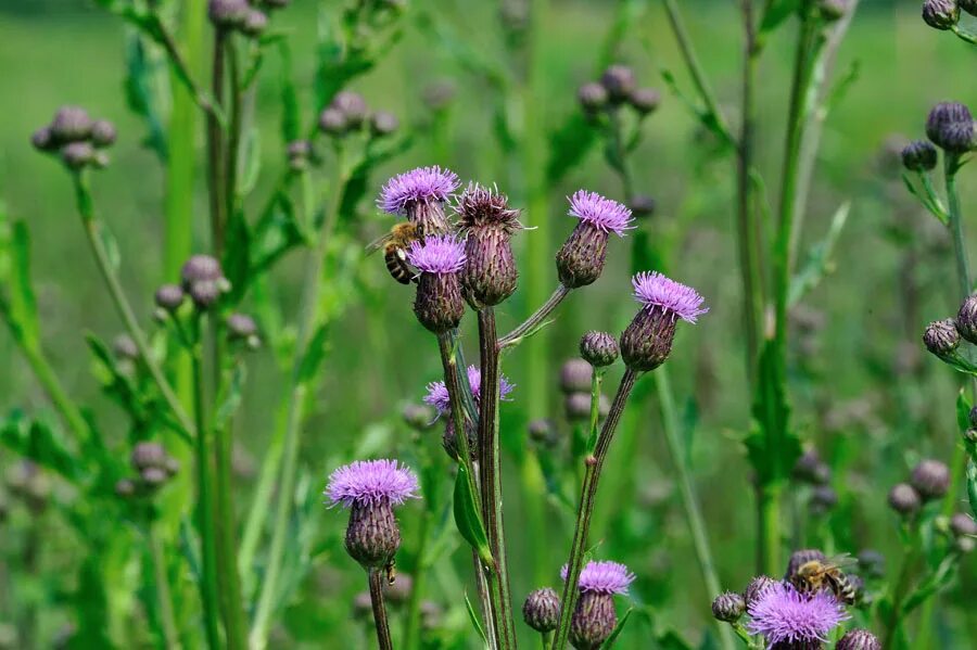 Бодяк полевой (Cirsium arvense). Осот Бодяк медонос. Бодяк обыкновенный (Cirsium vulgare). Бодяк полевой (осот).