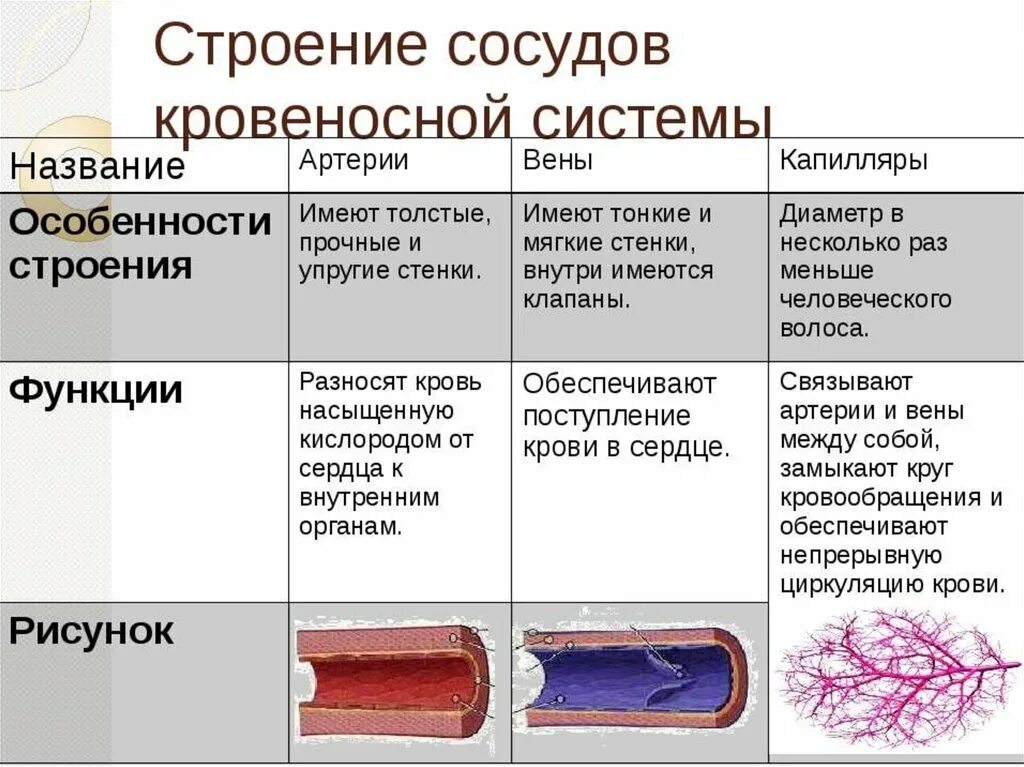 Строение сосудов артерия Вена капилляр. Артерии вены капилляры функции. Особенности строения артерий вен капилляров. Типы кровеносных сосудов и их функции. Артерии и вены тест