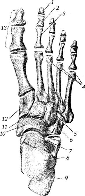 Основные фаланги стопы. Кости стопы сверху. Скелет стопы сверху. Кости предплюсны и плюсны вид сверху правые.