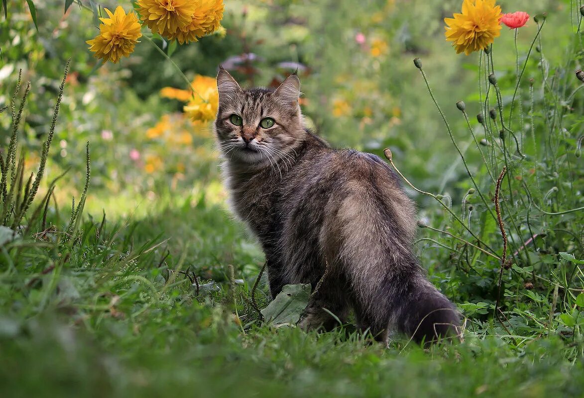 Кошечка гуляет. Кошка гуляет. Рыжий кот гуляет по траве. Коты гуляют. Кот гуляет фото.
