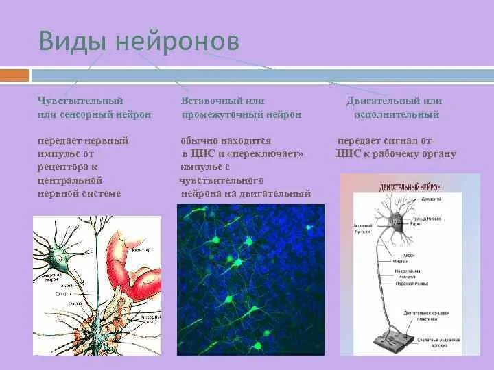 5 чувствительные нейроны передают