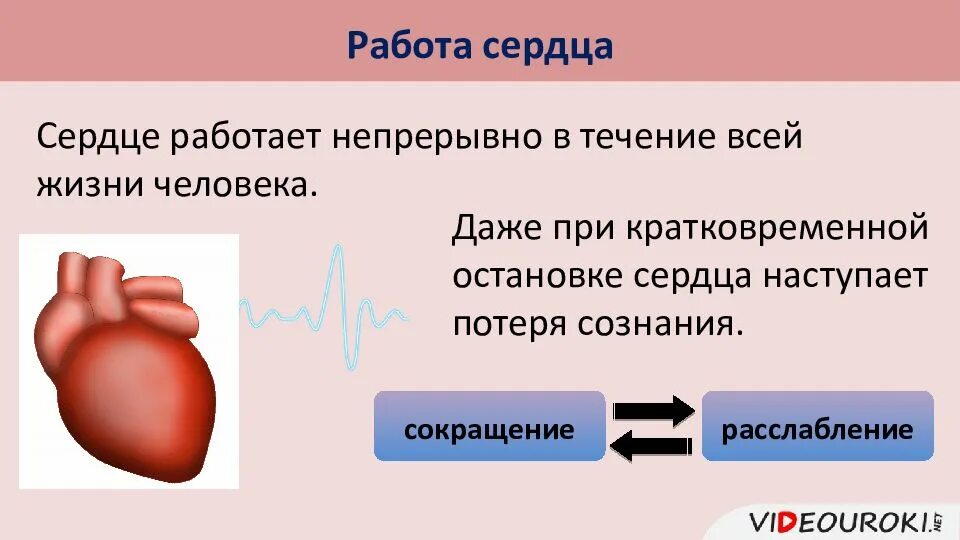 Сердце работает всю жизнь