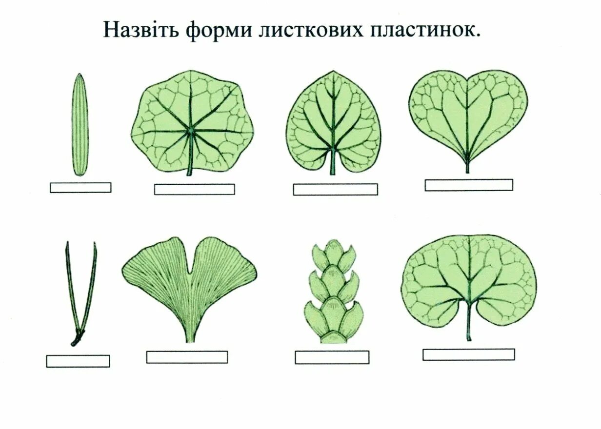 Лист 1 уровень. Клиновидное основание листа. Неравнобокое основание листа. Листовая пластинка. Форма листовой пластинки.