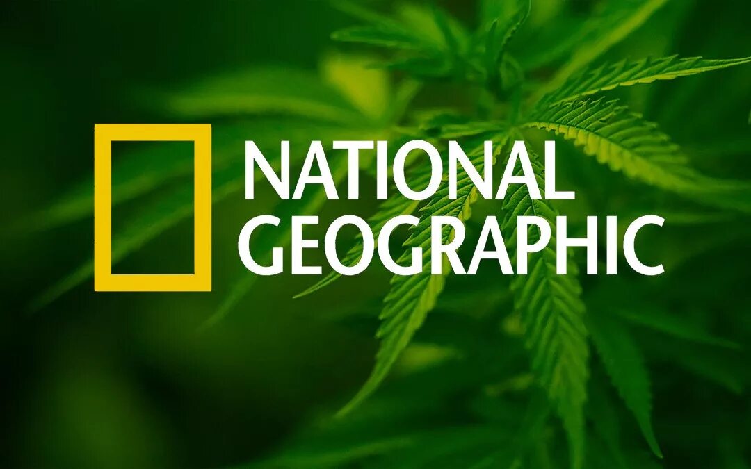 Nat geo программа. National geographic программа. national geographic эмблема. канал национал географик. нэшнл географик марихуана.