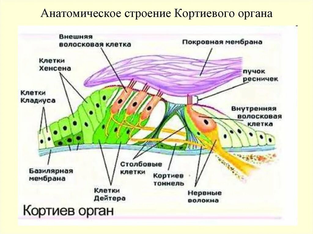 Строение улитки и Кортиева органа. Строение внутреннего уха Кортиев орган. Строение Кортиева органа улитки внутреннего уха. Кортиев спиральный орган строение. Чувствительные клетки внутреннего уха