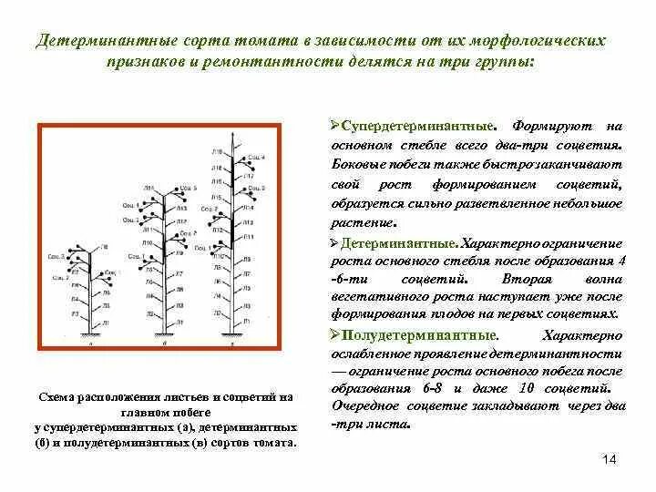 Что значит индетерминантный сорт томатов и детерминантный. Индетерминантный томат высота куста. Детерминантный индетерминантный сорт. Что такое детерминантные и индетерминантные сорта томатов. Индетерминантный сорт томатов что это такое.