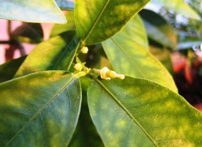 Problems With Lime Trees: Getting Rid Of Lime Tree Pests Citrus plant, Growing l
