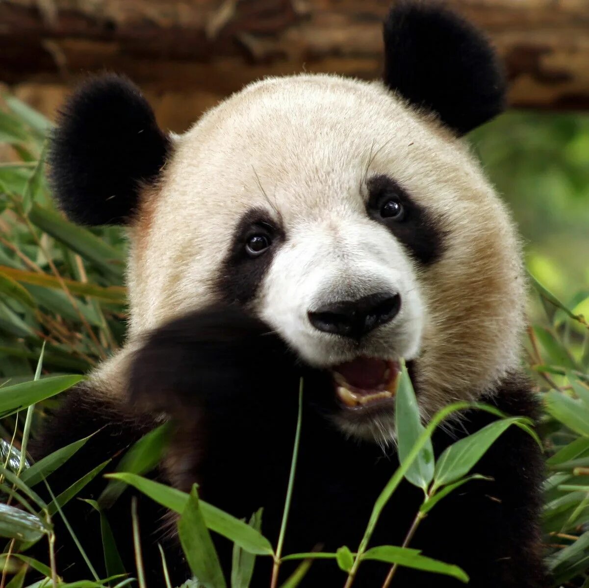 Pandas animals