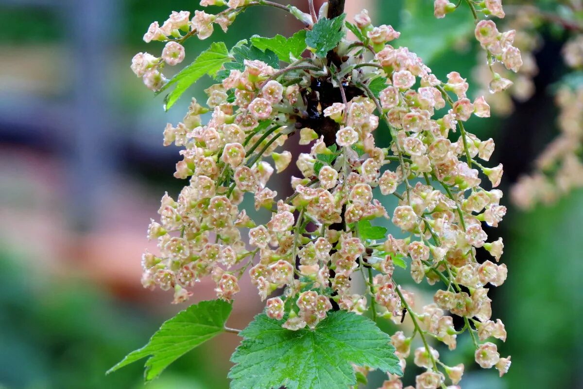 Смородина белая. Ribes rubrum/смородина белая. Смородина уральская белая описание сорта. Смородина белая императорская. Ягоды белой смородины.