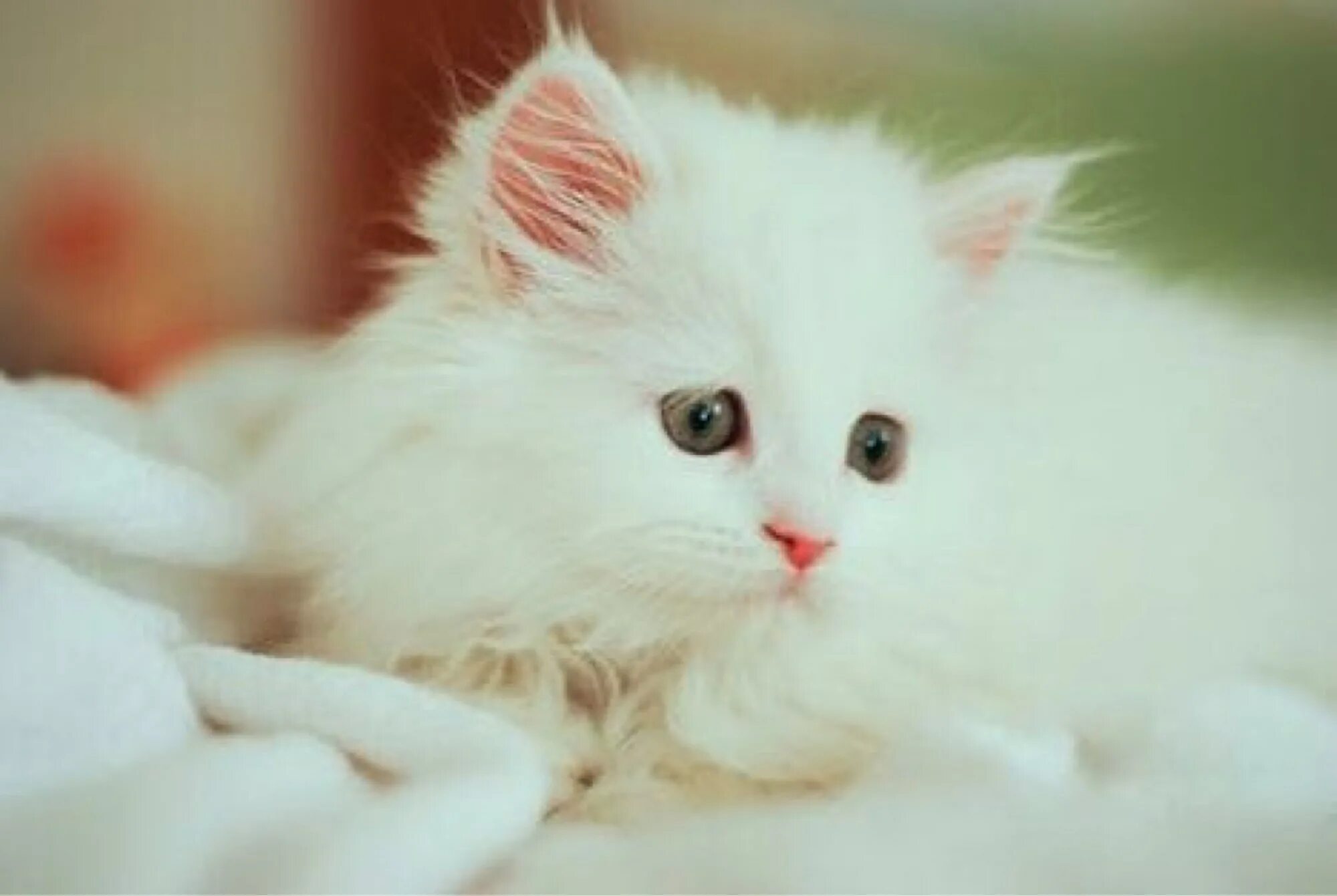Есть и нежные пушистые. Красивые пушистые котята. Белый пушистый котенок. Кошка белая. Красивая белая кошка.