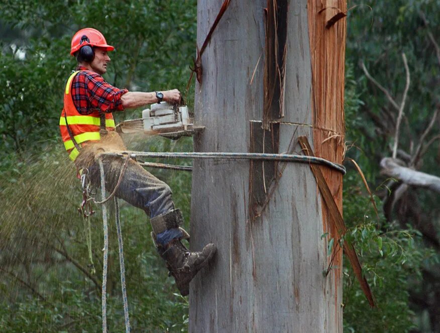 снаряжение для спиливания деревьев. спиленные деревья на участке. таблички в ботаническом саду. кронирование деревьев. нужно убрать дерево.