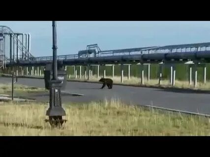 Погода в новозаполярном рп5