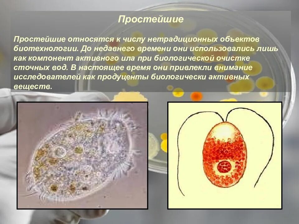 Что является простейшим элементом. К простейшим относятся. Паразитические формы простейших. Простейшие паразиты. Объекты биотехнологии.