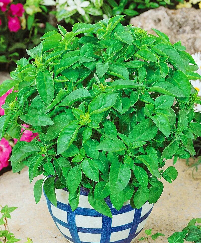 Базилик овощной аромат корицы. Базилик лимонный аромат семена алтая. Базилик овощной лимончик. Базилик анисовый аромат гавриш. Базилик лимонный аромат.