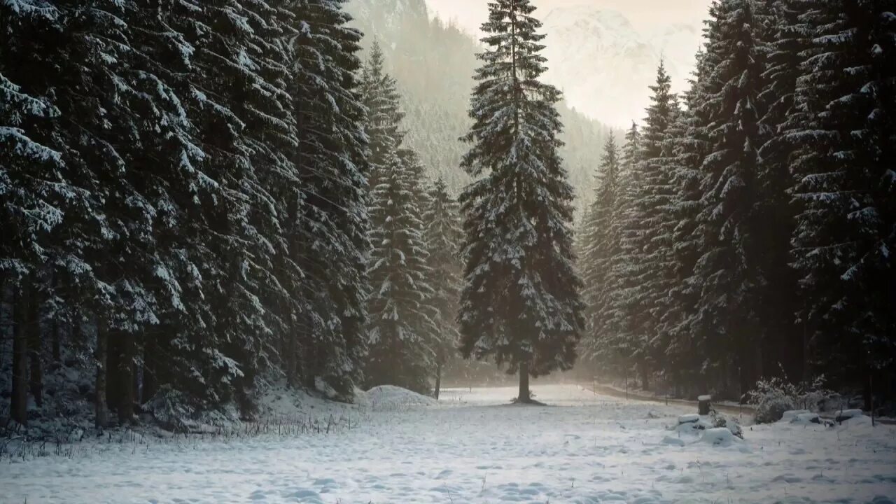 memento mori by phoenixfeatherxlight Snow forest, Hd wallpaper, Frozen wallpaper
