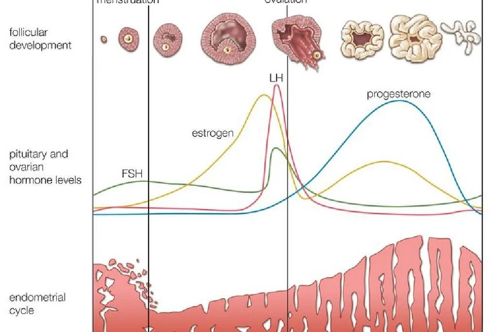 Фазы овариально маточного цикла. Овариально менструальный цикл таблица. Цикл женской менструационного цикла. Фазы яичникового цикла схема.