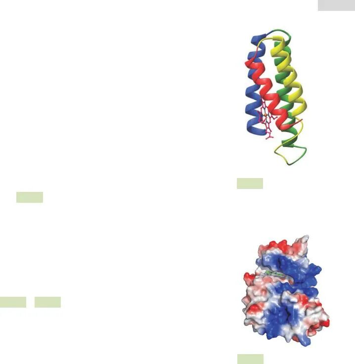 Структура белка представленная глобулой. Глобулярные белки. Глобула белка. Глобулярные и фибриллярные белки. Крупные глобулярные белки.