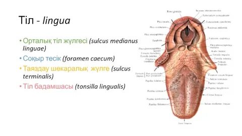 Әдемі классикалық сексті қараңыз