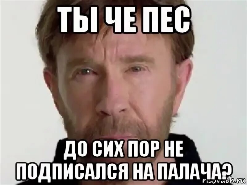 ". Сам ты пес мем. Приколы с собаками. Сам ты пес мем. Ты чё пёс я тебе щас хату.
