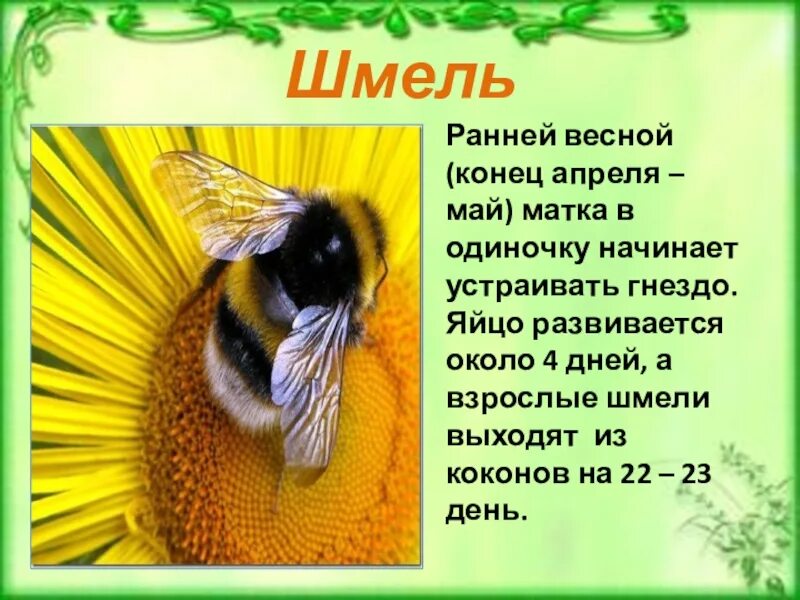 Интересные сведения о шмелях. Доклад о Шмеле. Шмель презентация. Шмель интересные факты для детей. Информация о шмелях окружающий мир