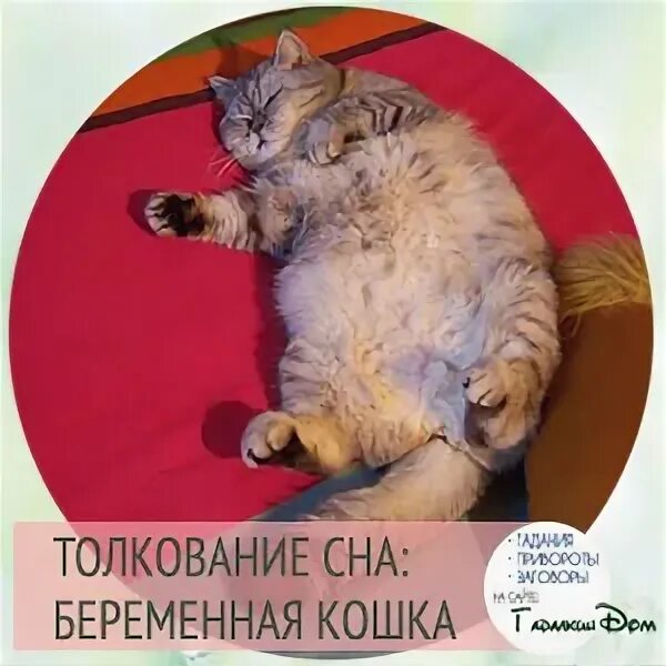 Беременная кошка сонник. К чему снится рожающая кошка. Видеть во сне беременную кошку. Видеть во сне беременную кошку. Видеть во сне беременную кошку.