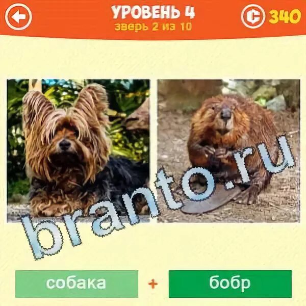 Животные уровень 4
