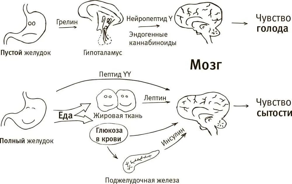 Нет чувства насыщения едой причины. Физиологические механизмы голода. регуляция чувства голода и насыщения. центр голода и насыщения схема. голод и насыщение.