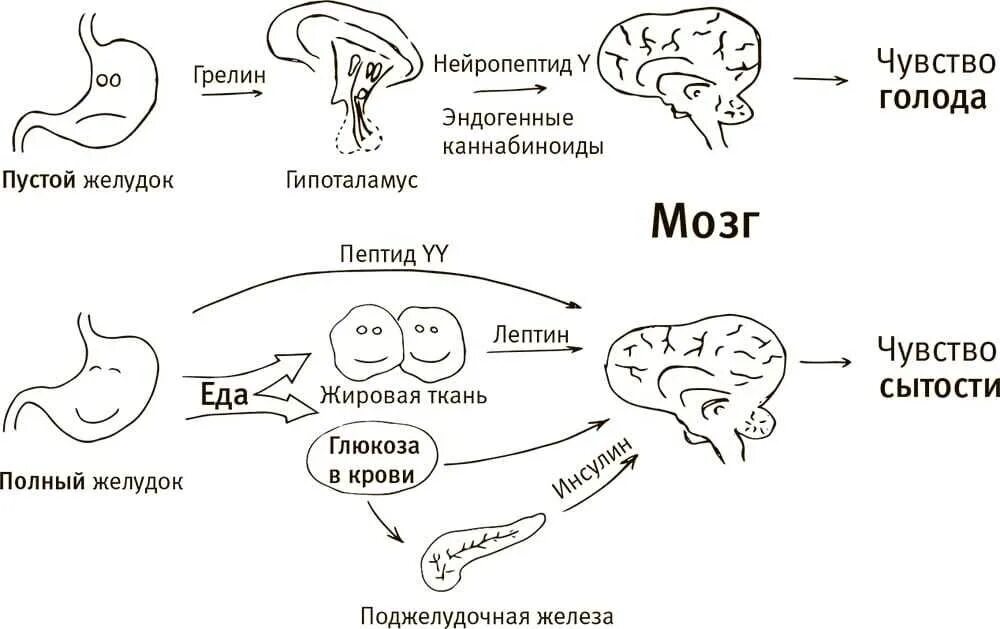 Схема регуляции пищевого поведения у человека. Физиологические механизмы голода. Sentri goloda i nasisheniya v gipotalamuse. Нейрофизиологические, гуморальные механизмы голода и насыщения..