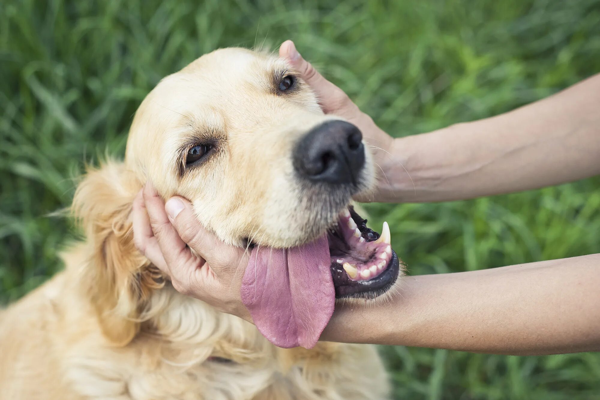 My pet dog has a. Гладит собаку. Счастливая собака. Собаку гладяттпо голове. Ласка собака.