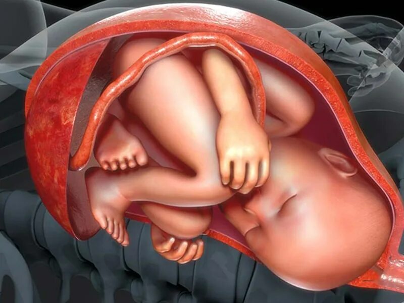 Малыш в утробе матери. Почему в утробе. Почему в утробе. Почему в утробе. Почему в утробе.