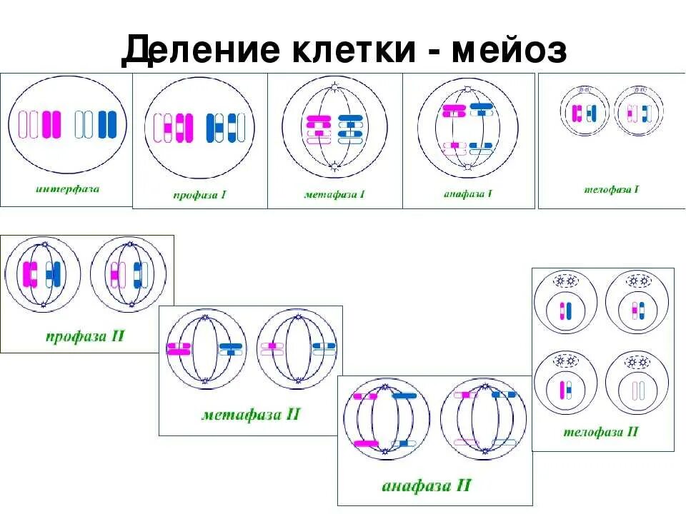 Мейоз 2 фазы. Профаза мейоза 1. Фазы мейоза 1. Телофаза мейоза 2. Деление клеток спорангия мейозом