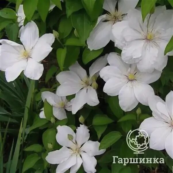 Клематис 'фую-но-таби' clematis 'fuyu-no- tabi. Клематис фую. Clematis fuyu-no-tabi. Клематис fuyu-no-tabi (фую-но-таби. Клематис фую но таби.