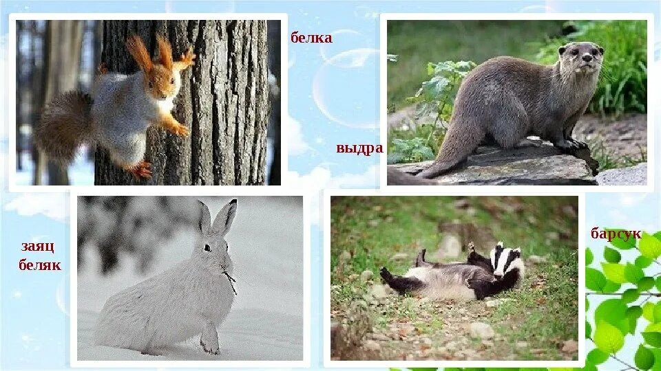 Новогодний детский стих про барсука. Барсук и заяц. Грибачев заяц коська и его друзья. Барсук прикольный. Барсук заяц.