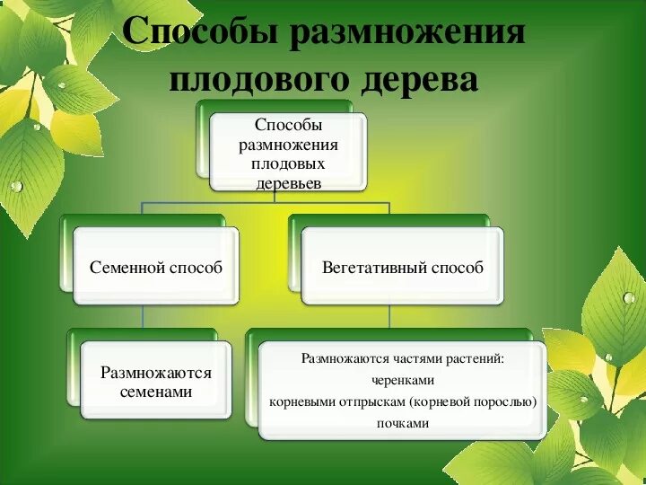 Способы размножения деревьев. Способы размножения плодовых. Способ размножения плодовых растений. Способ вегетативного размножения плодовых деревьев.