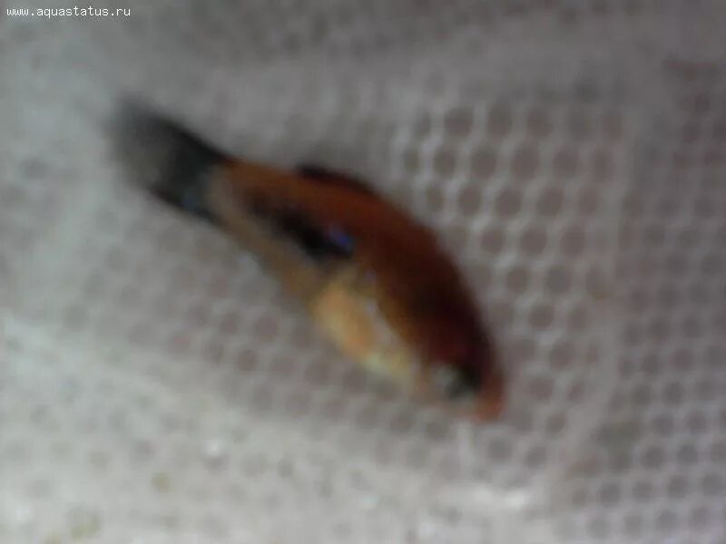 Дохнут мальки. Почему умирают мальки. Дохнут мальки. Мальки гуппи с желточным мешочком. Мальки в озере.