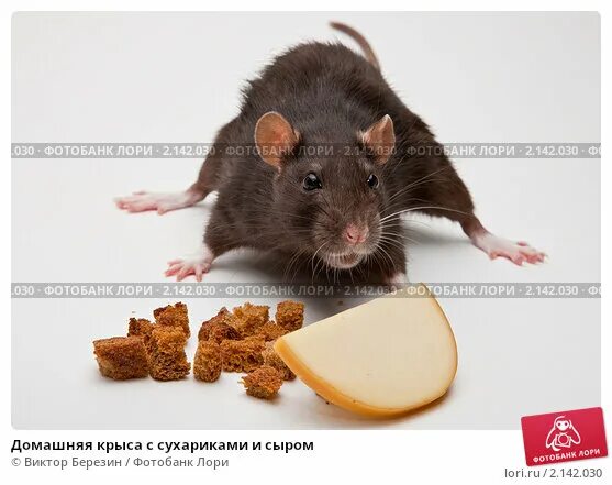 Бутерброд с крысой. Можно крысам хлебцы. Крысы домашние. Домашние грызуны. Корма для домашних крыс.