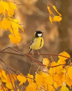 Fall bird