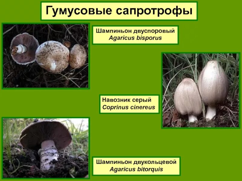 Почвенные сапротрофы грибы. Подстилочные сапротрофы это грибы. Представители грибов сапротрофов. Гумусовые сапротрофы. Грибы сапротрофы это