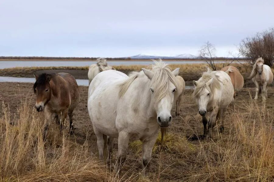Плейстоценовая лошадь фото Якутские лошади в Плейстоценовом парке. Плейстоценовый ревайлдинг Дзен