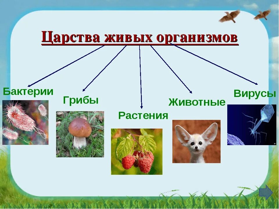 Царства живых организмов 5 класс биология. Царства живыхогранизмов. Царсиваживых организмов. Животные растения грибы.