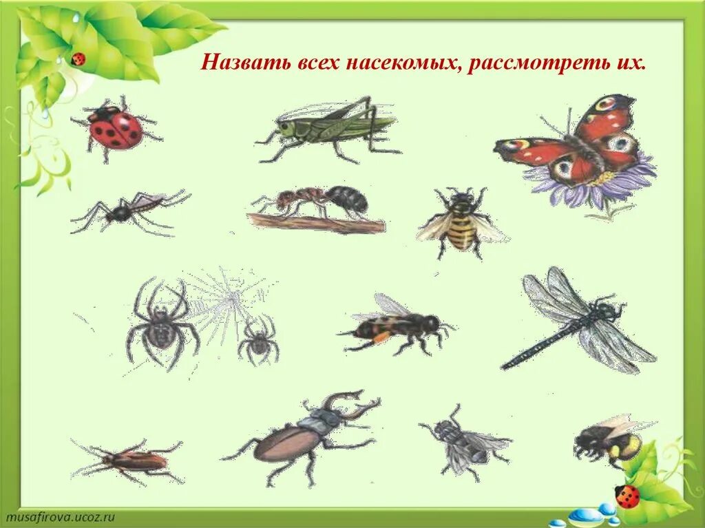 Занятие в подготовительной группе на тему насекомые. Насекомые для дошкольников. Тема насекомые для дошкольников. Лексическая тема насекомые. Насекомые лексическая тема для детей.