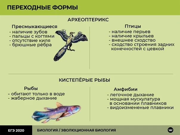 Изучение переходных форм