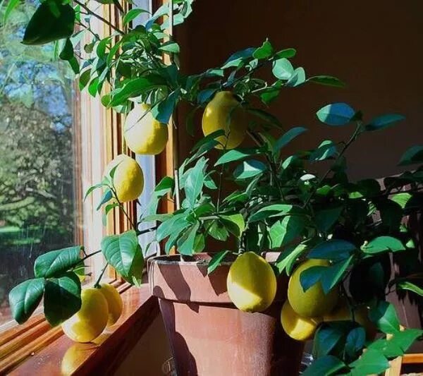 Цитрус (комнатное растение) лимон лунарио. Lemon tree (лимонное дерево). Плодоносящий лимон дома. Лимон сорт майкопский. Лимон в квартире.