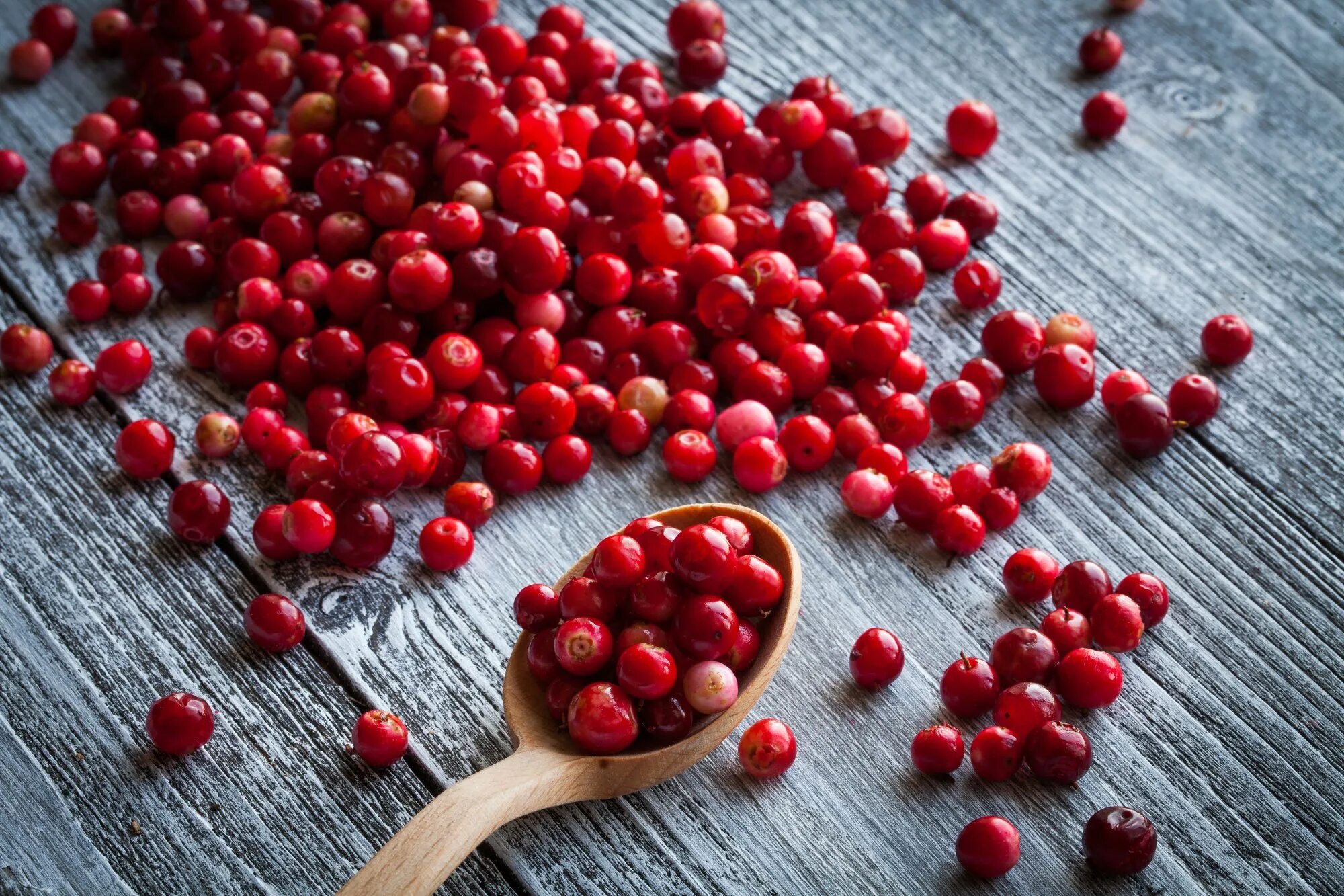 Клюкве ое. Клюква ягода. Брусника и клюква Эстетика. Cranberries ягода. Клюква и брусника.