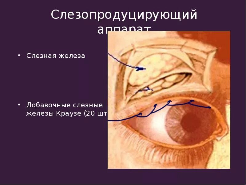 Слезопродуцирующий аппарат глаза. Добавочные слезные железы Вольфринга. Вспомогательный аппарат глаза. К какой системе относится слезная железа