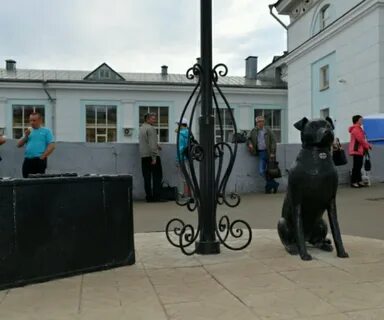 Собаки киров