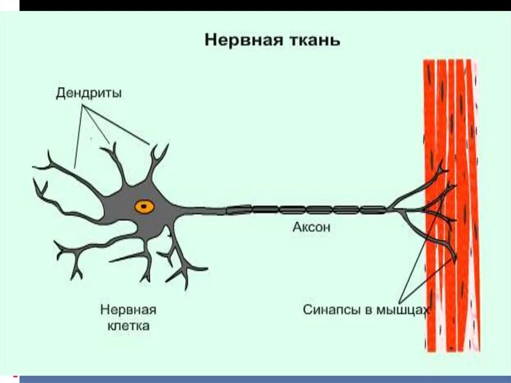 Нервные ткани глаза