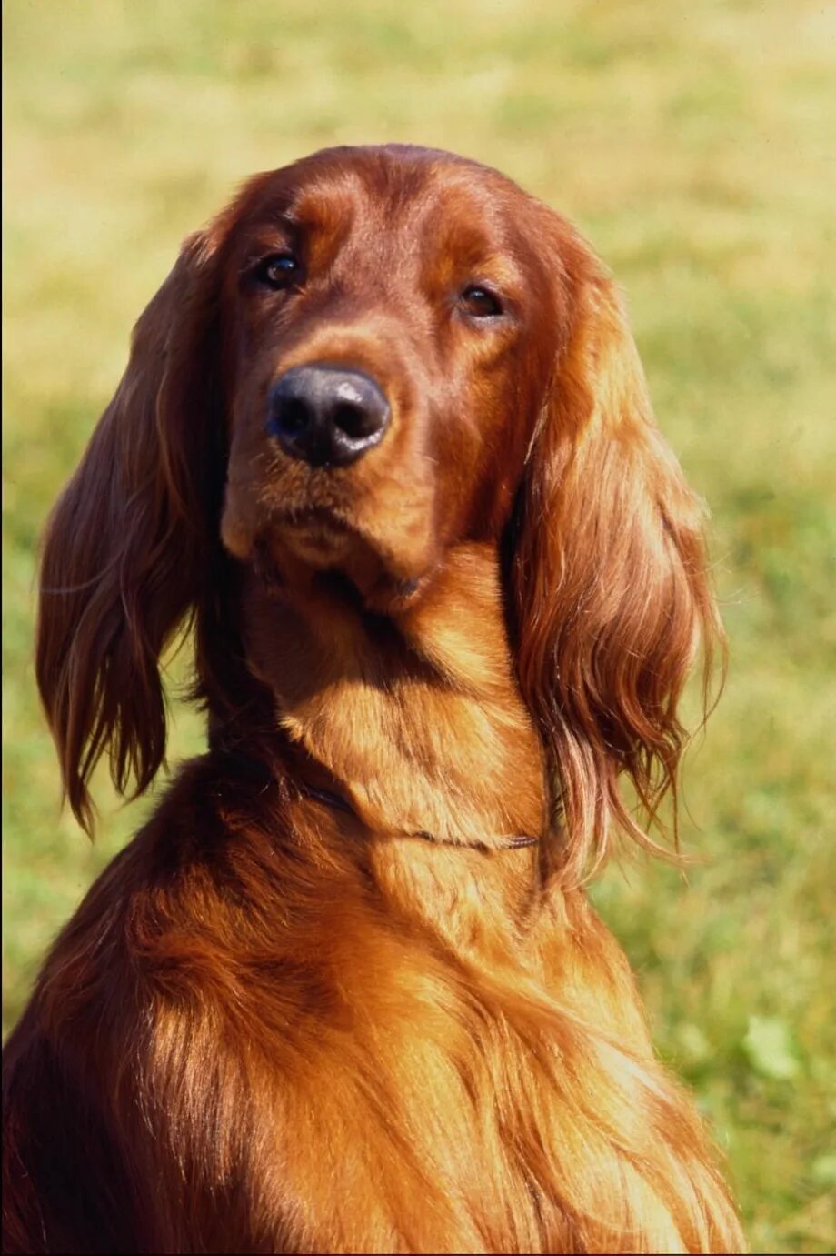 Собаки каштанового цвета. Коричневая собака. Длинная коричневая собака. Собака ирландский сеттер. Шотландский красный сеттер.