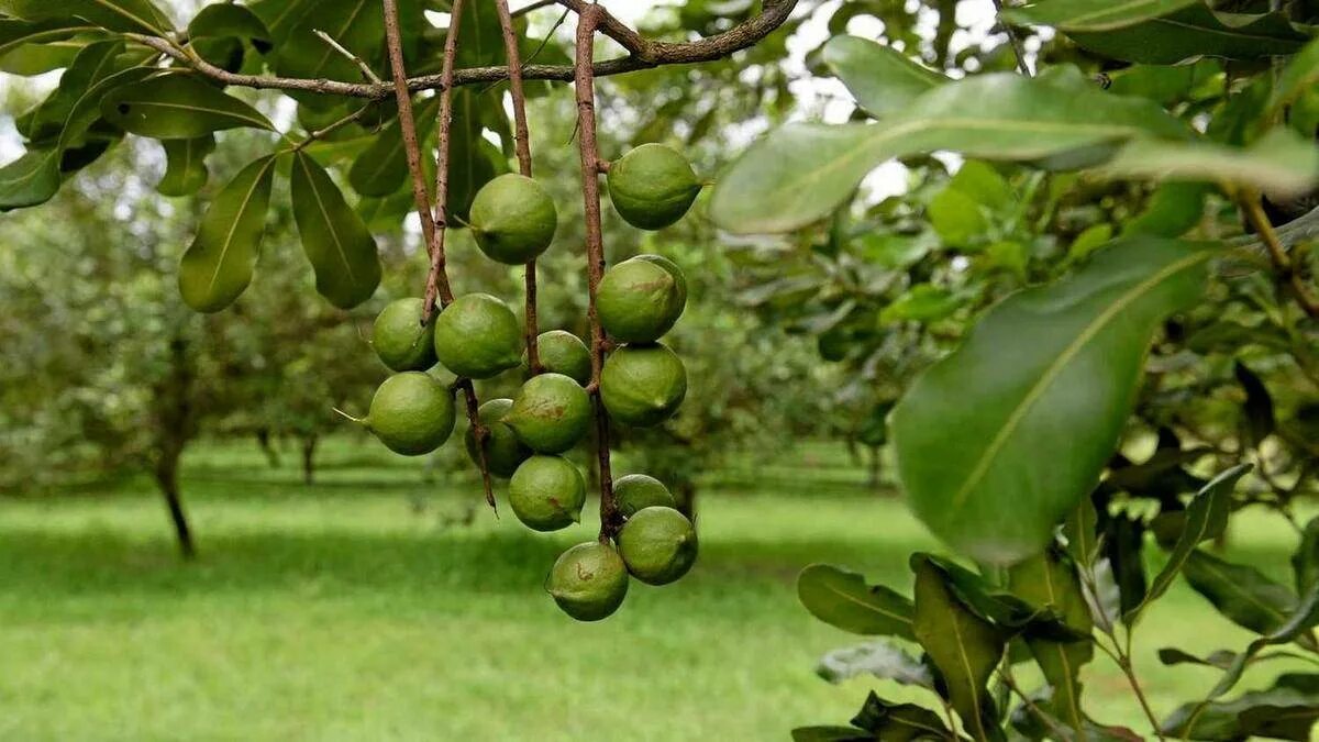 Где растет макадамия в каких странах. Макадамия. макадамия дерево. macadamia ternifolia. макадамия орех растение.